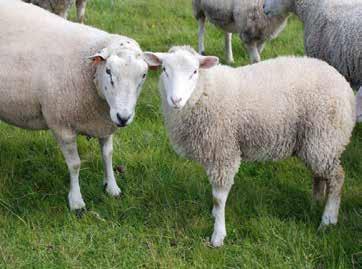 Vi är bäst för din lammaffär Få får är som Texelfår Texelbagge som faderras i produktionsbesättning ger tydlig effekt på slaktkroppar För mer information om Texelrasen www.svensktexel.