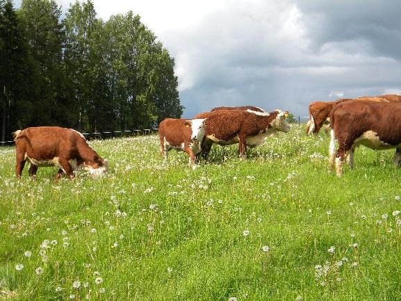 DJURHÄLSA OCH DJURVÄLFÄRD En god djurhälsa är en viktig faktor för en expansiv och hållbar livsmedelskedja.