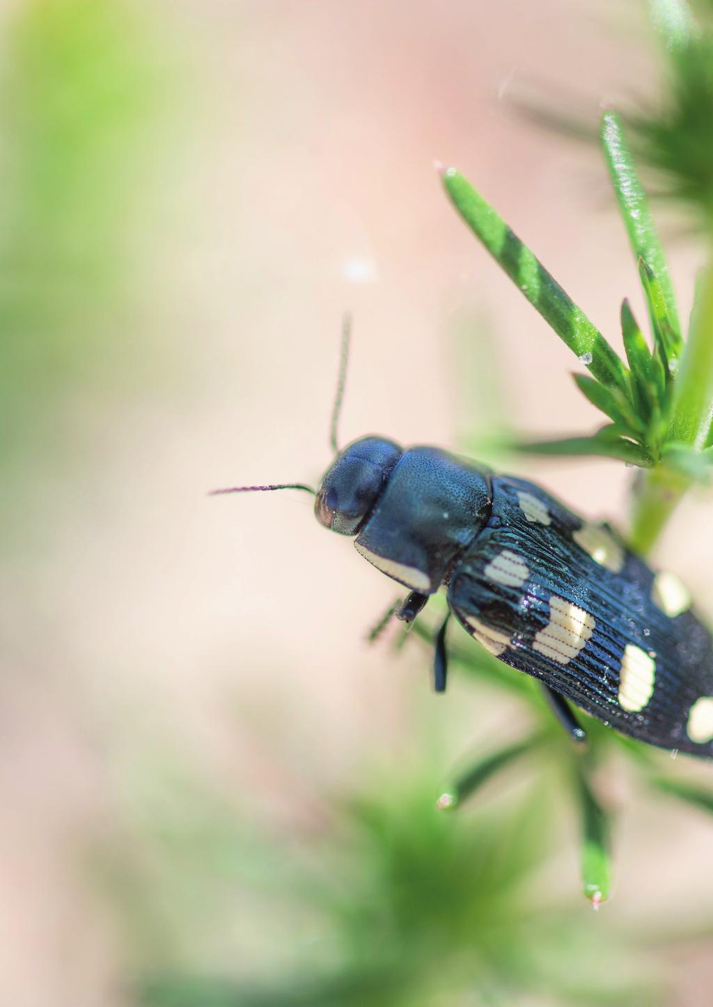 Naturguidningar på Gotland juli-september