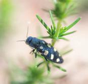 Åttafläckig praktbagge (Buprestis octoguttata) Hagtornsfjäril ( Aporia crataegi) Förekommer främst i Södermanland, Uppland, Gotland och Småland.