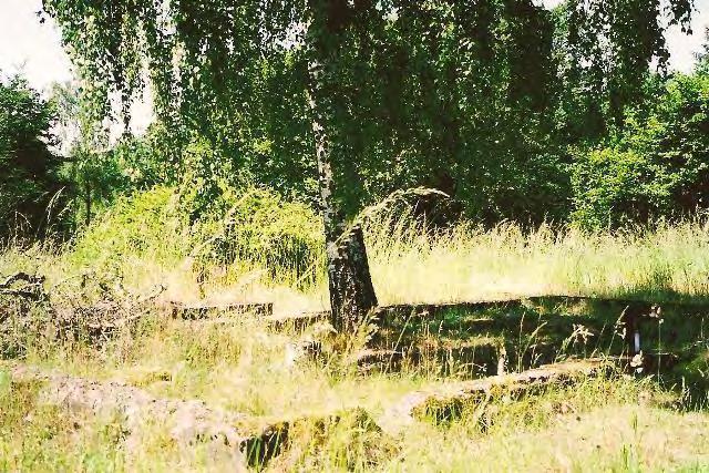 Mitt i den gamla ruinen efter Vasahus nr 3 växer en björk. HÖGABJER Enligt domboken skulle häradsnattmannen Per Svensson ombesörja Måns begravning på ett ställe som hette Högabjer.