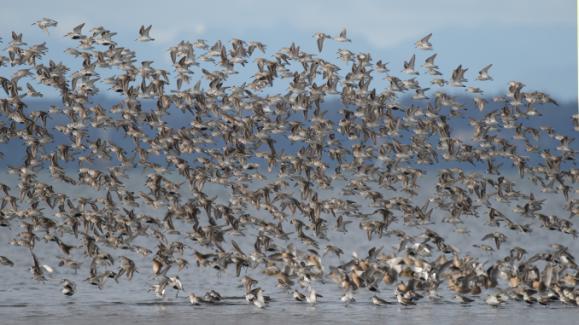 Längs den iordningställda spångade stigen gjorde vi flera stopp. Jättestora flockar (>10 000) med framför allt tundrasnäppor stod på de blottade bottnarna.