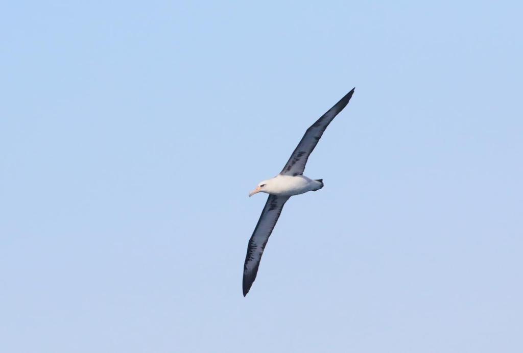 Laysanalbatross. Foto: Hasse Andersson Artlista fåglar 1 Brant Goose Branta bernicla nigricans (Prutgås) 2 Clallam Bay 30.4, 20 Cape Flattery 1.5, 1 Ocean Shores 4.5, 15 Pelagic off Westport 5.