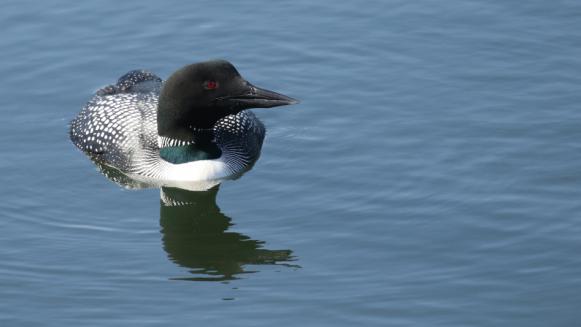 Finch ses jättefint, lyste röd i lövverket. Två fläckdrillsnäppor spatserade på dammkanterna. Åter till Neah Bay och piren. Obetydlig vind och lättskådat över den lugna vattenytan.