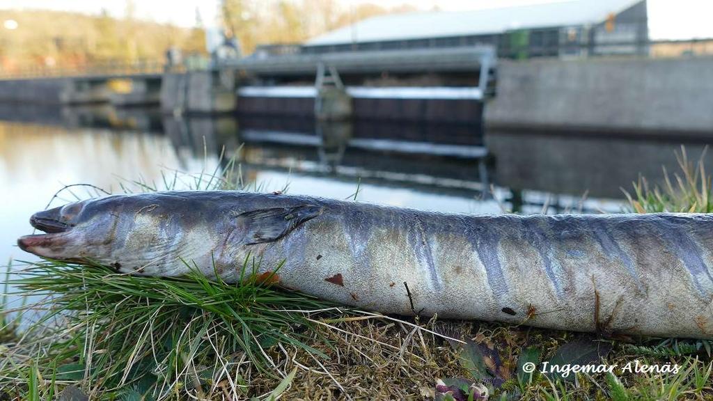 Vid kraftverkspassage uppströms (Skåpanäs, Skogsforsen, Bällforsen) dör ca 70% av de lekvandrande ålarna per kraftverk.