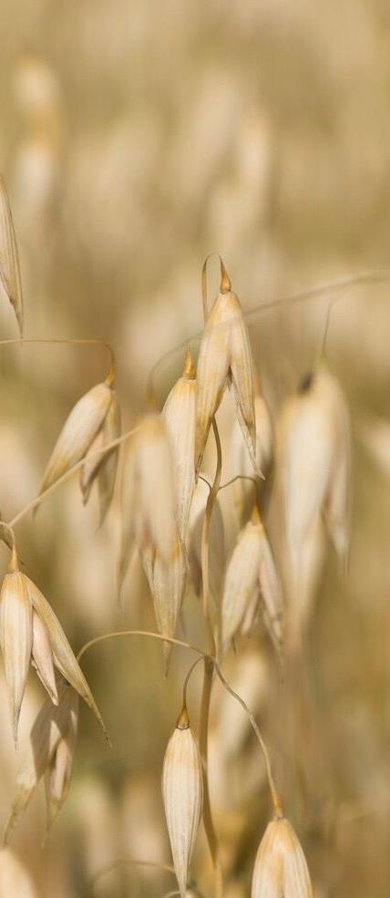 De största produkterna inom ekoexporten är kvarn- och bageriprodukter samt olika havrebaserade preparat, mjölkprodukter och naturprodukter.