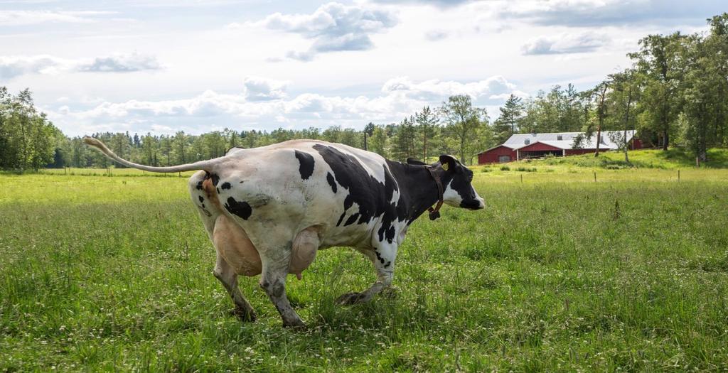 Europeiska jordbruksfonden för