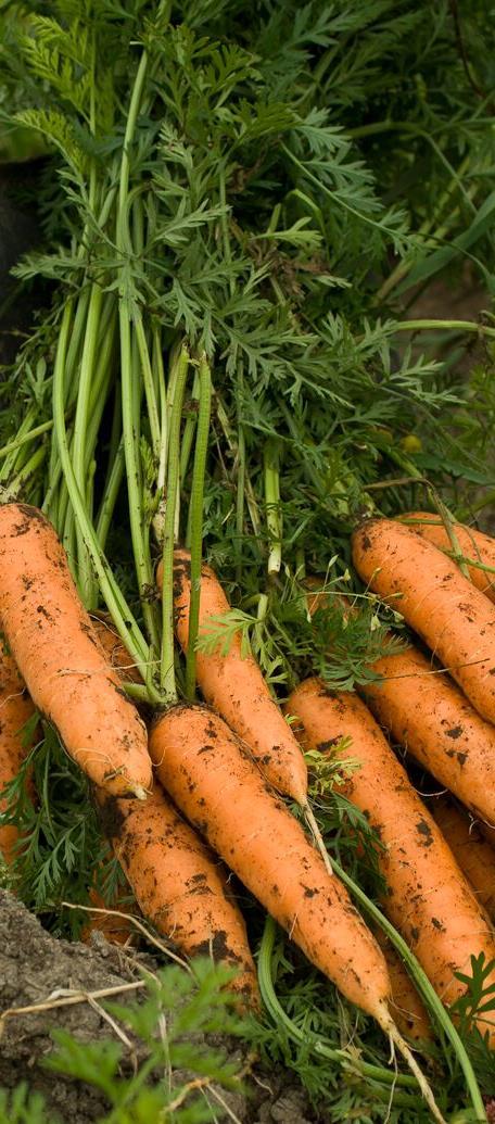 Växthustomater och -gurka odlades på totalt fem hektar. Ekologiska bär producerades på 678 hektar och ekologiska äpplen på 65 hektar.