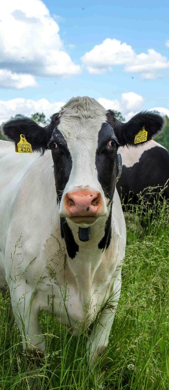 Bland de olika landskapen fanns det flest ekologiska husdjursgårdar i de österbottniska landskapen (332 gårdar) och i Birkaland