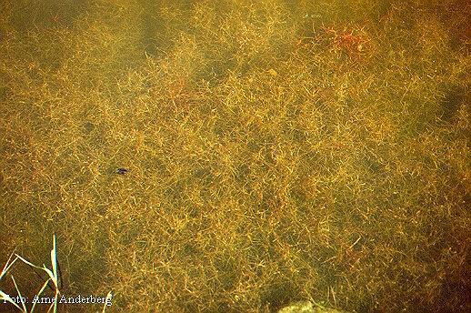 Biologisk mångfald av flytblads- och undervattensväxter Index för undervattensväxter i Levrasjön