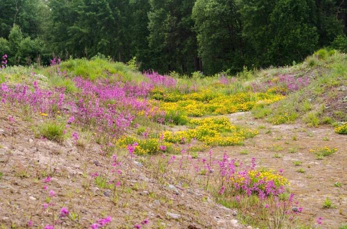 Figur 10. Sand eller mager jord kan läggas på ytorna innan sådd för att gynna örter som exempelvis tjärblomster och kärringtand. Biparadiset, Växjö. Foto: Tobias Ivarsson.