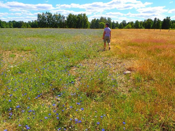 Snabbgroende arter, så som blåklint Cyanus segetum, åkerklätt Agrostemma githago, åkerkulla Anthemis arvensis och kornvallmo Papaver rhoeas, blommade under sommaren och lockade till sig pollinerande