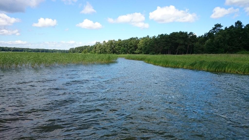 Denna vass bör lämnas kvar då den ger ett visst skydd mot vågpåverkan. Figur 15. Skörd av det heldragna området omfattar en yta av ca 1300 m 2.