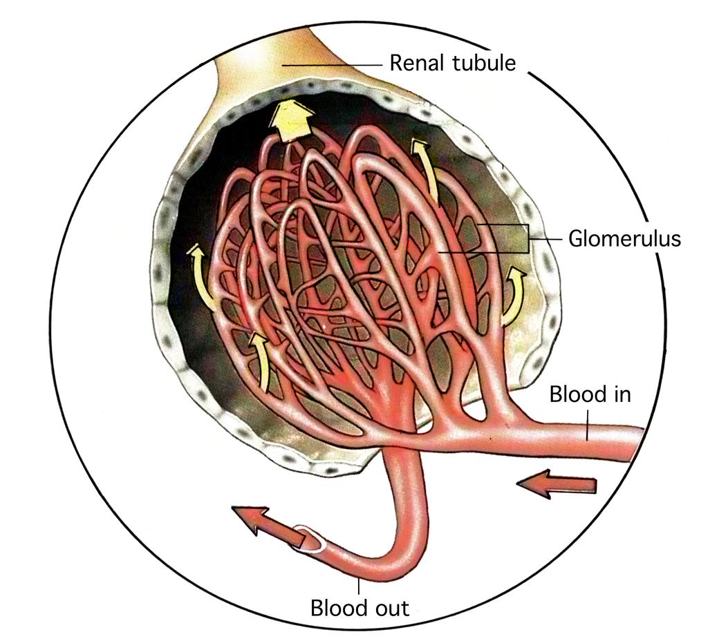 Prerenal