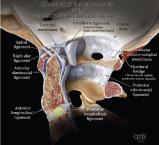 Stabiliteten mellan C1 och C2 beror i hög grad på ligamenten. Ligamentskador i denna region är förmodligen vanliga, De är ganska dåligt utforskade och bör därför studeras mer ingående.