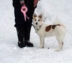 Utställningen resulterade i två utdelade CK-rosetter, som gick till Åskbergets Maya samt juniortiken Wearmlands Amazing Diana, ägare Per-Erik Krång.