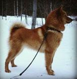 NYA CHAMPIONS SEJCH Brännbolyckans Aya SE40976/2015 HAR DIN HUND ERÖVRAT EN CHAMPIONTITEL? GRATTIS SE TILL ATT ANMÄLA DET! E. SEJCH SEUCH Utterdalens Pajjo Skicka en fin bild på din hund.