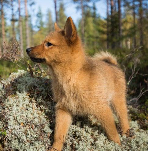 Detta samtidigt utan jaktmeriter blir jag frågande varför när som det finns dem som parar omeriterat det finns många med meriter och som uppfyller från linjer med tveksamma jaktlinjer och inte övriga
