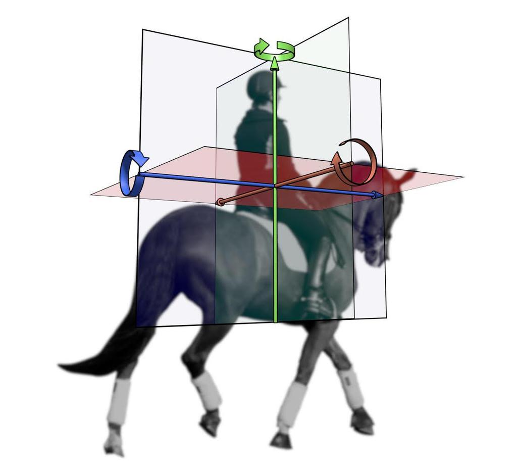 Figure 1. Illustration of the coordinate system and movement planes: the sagittal/longitudinal (green), horizontal/transverse (red) and frontal (blue) planes.
