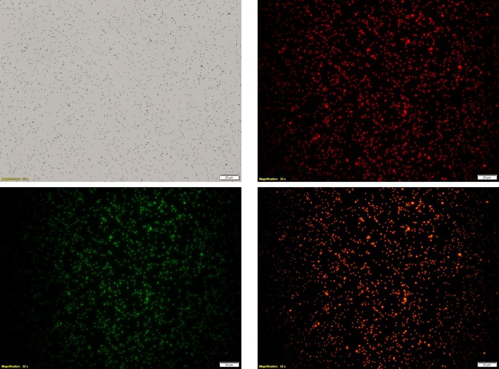 Supplementary Figure 1: Bright field and fluorescent micrographs of pnps. The pnps are labeled with three different DNA (PS1-PI-Cα, PS1-PI-Cβ, NP-DNA) at the same time.