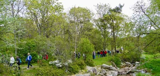 Vandringsleder i socknen I. Nyinvigning av Linnéstigen Linnéstigen anlades och invigdes första gången under Linnéåret 2007.