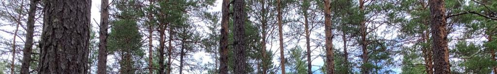skogsbruksplan under maj 2019 av Jerker Axelsson.