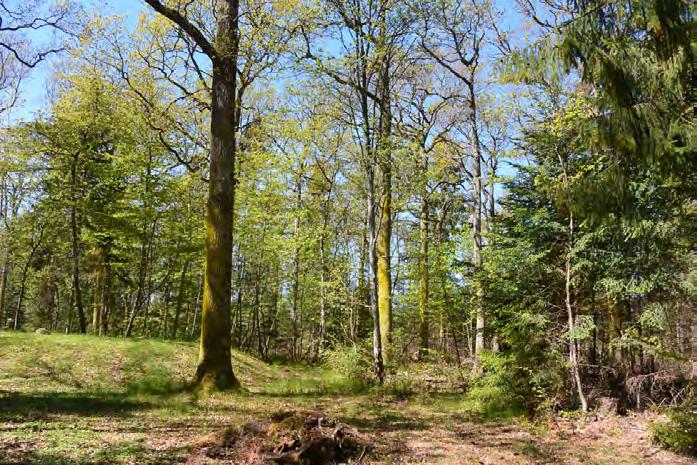 Ekskogen föryngras antingen genom plantering eller genom naturlig föryngring efter ljushuggning.