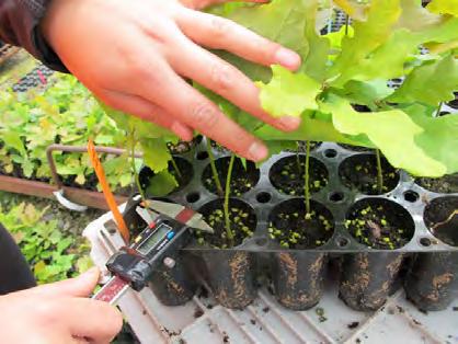 försöksled. Detta och några andra avvikelser hos plantor i ett par försöksled gav anledning till en diskussion om eventuella effekter av värmebehandling på ekollon och plantor.