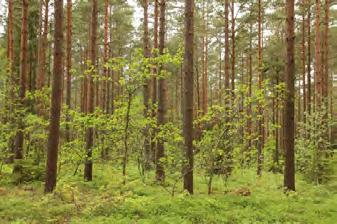 Utanför Uppsala var ekföryngringen svag i lövskogen, däremot hittades 500 1500 ekar per hektar i granskogen (Frost 1997).