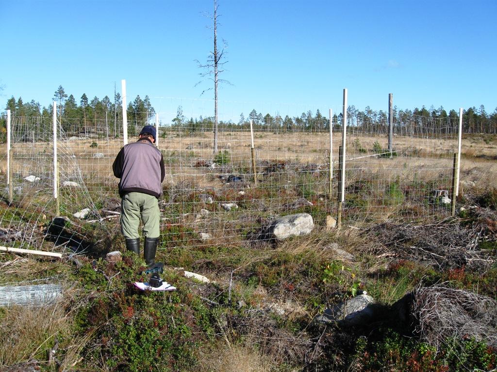 Skog och SLU Årsrapport 13