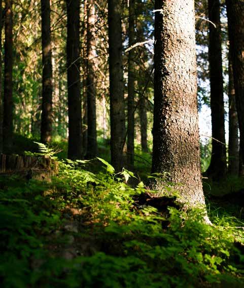 Stora Eno The renewable material company Stora Eno är en ledande global leverantör av förnybara löningar inom förpackningar, biomaterial, träprodukter och papper och med detta en del av bioekonomin.