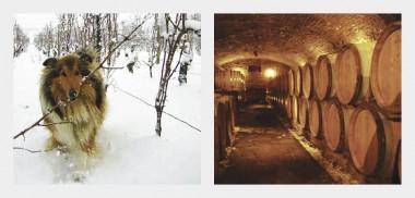 Frankrike Domaine André Bonhomme Domaine André Bonhomme grundades 1956 och har en odlingsyta på 11 hektar där det odlas nästan uteslutande Chardonnay.