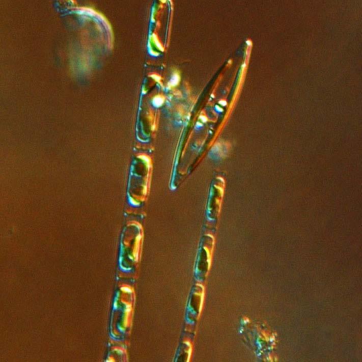More detailed information on species composition and abundance The Skagerrak Å17 (open Skagerrak) and Släggö (Skagerrak coast) 28 th of February A diatom spring bloom dominated the samples totally.