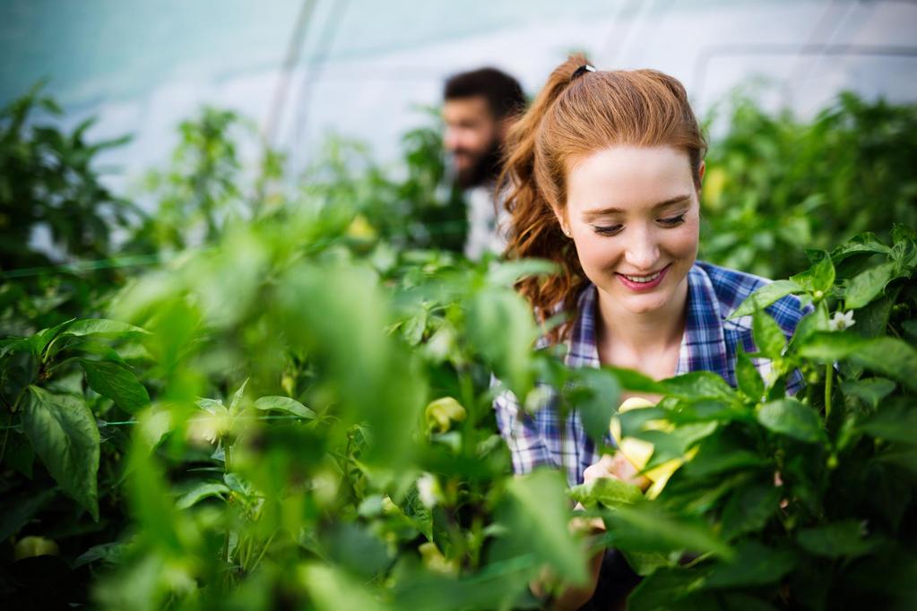 Oboya Horticulture Industries AB (publ) DELÅRSRAPPORT Q2, JANUARI-JUNI 2019 Oboya Horticulture Industries AB (publ) har som långsiktigt mål att vara en världsledande totalleverantör av produkter och