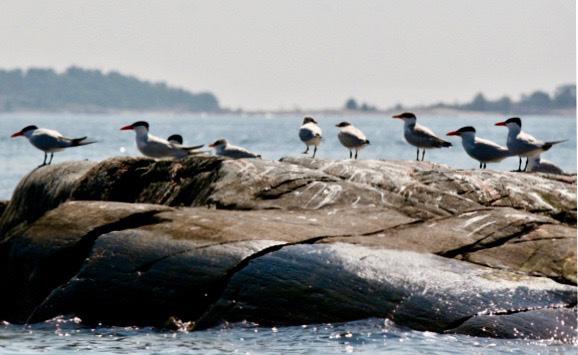 Kretsen har fungerat som remissinstans både till länsstyrelsen och kommunerna. Vid flera pingstseglingar gjordes studiebesök med kunniga guider i olika naturreservat.