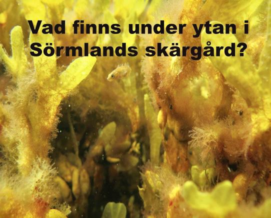 Sörmlandskretsen arrangerade 2013 en Hearing om Hav- och vattenmiljö i panelen fanns representanter för Hav- och vattenmyndigheten, Transportstyrelsen, länsstyrelsen, kommunerna Oxelösund, Nyköping