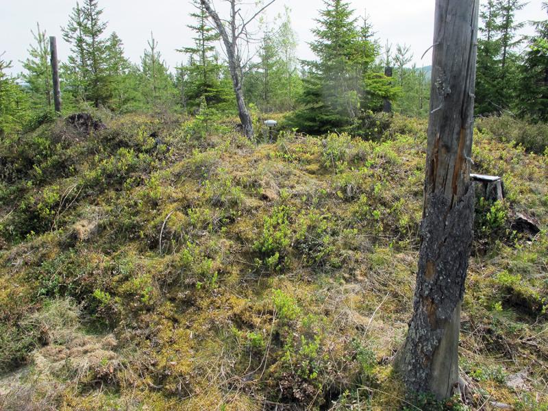 Extensivt undersökningsområde hektar Förundersökningsområde Provytor; intensivt undersökt area m2 Intensivt undersökt volym m3 Maskingrävning skedde med traktorgrävare tillhandahållen av