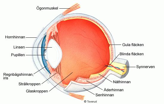 Ögat och synen ljusstrålarna inte bryts på ett korrekt sätt. För att se föremål behöver ljus reflekteras på dem och sedan måste det ljuset åka in genom ögat.