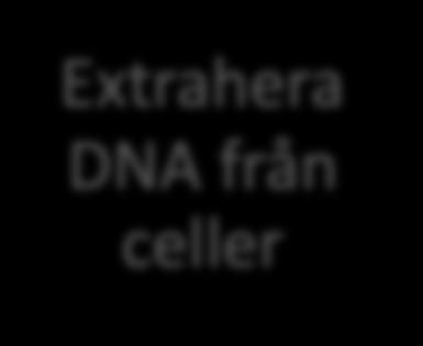 med DNA-analys Extrahera DNA