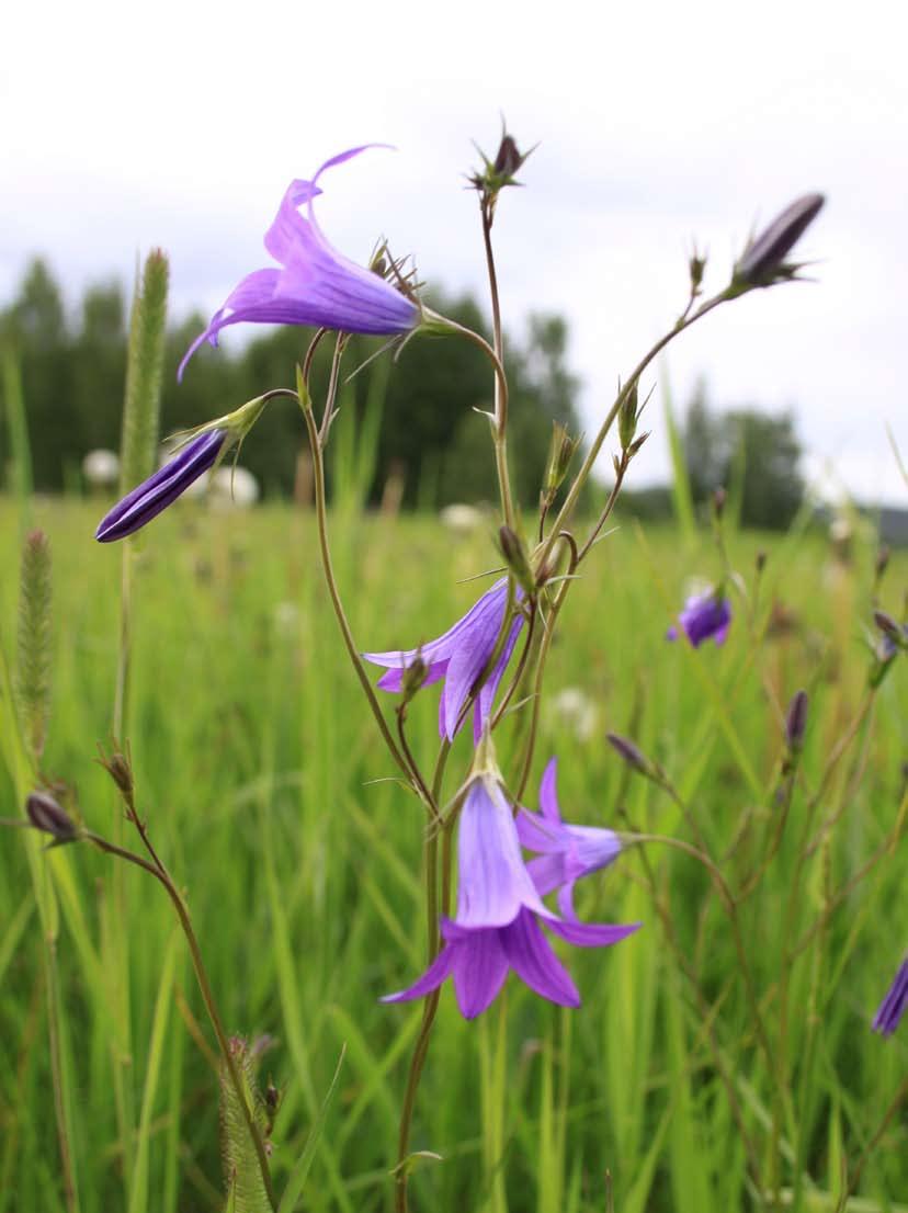 Att under tolv dygn segla skuta och vistas ombord på ett litet fartyg i den underbara natur som omger Stockholm är en härlig upplevelse som ger minnen för livet.