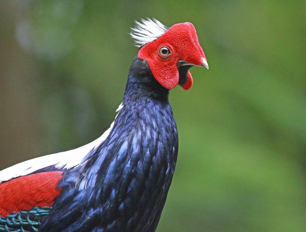 Taiwan 26 april 6 maj 2020 fågelresa med Göran Pettersson Swinhoe s Pheasant. Foto: Carl-Axel Bauer Varmt välkommen på AviFaunas resa till Taiwan!