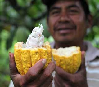 Maroezo Da Silva, fruktodlare, Brasilien Justino Peck, kakaoodlare, Belize FAIRTRADE INTERNATIONELLT Fairtrade International är paraplyorganisation för producentnätverken och de nationella