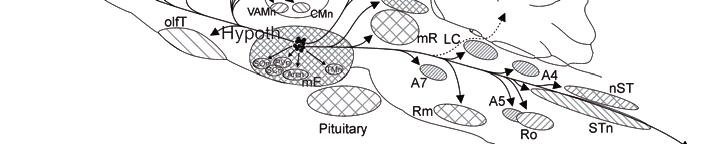 neuropeptide Y [NPY], agouti-related peptide [AgRP], proopiomelanocortin [POMC], cocaine- and amphetamine-regulated transcript [CART], GABA, MCH and glutamate) and are themselves innervated by VIP,