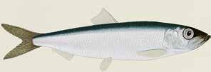 KÄNNETECKEN Strömmingen (Clupea harengus membras) är en i Östersjön levande underart av sill. Som sill räknas de fiskar som består av över tio viktprocent fett.
