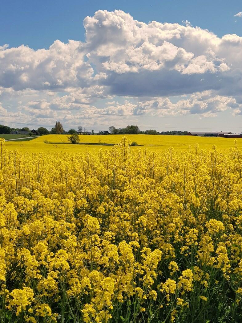 15 ÅTERBLICK VÅRRESA LÖRDAGEN DEN 4 MAJ Vi var ett litet glatt gäng som åkte med på denna