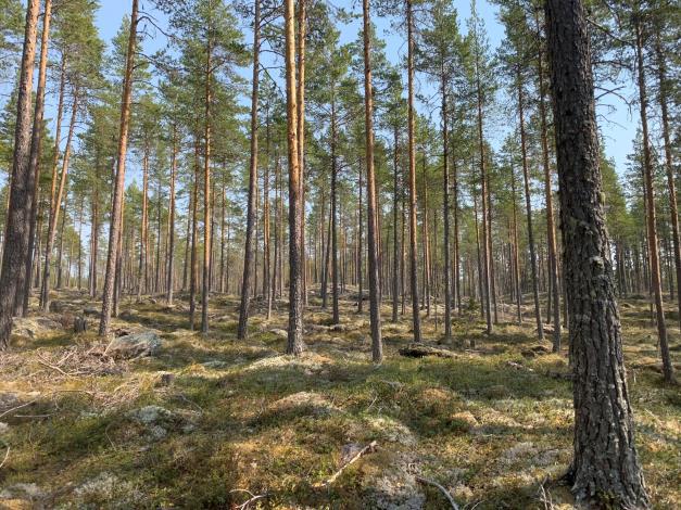 Belägenhet Grönland 9:2, 9:3, 26:2 och 27:3 ligger relativt väl samlade i fem skiftesgrupper. Se översiktskartor i skala 1:50 000 samt skogskarta i skala 1:10 000.