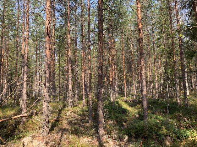 Skogsbruksplanen har efter upprättandet ajourhållits utan fältbesökt samt påförts teoretisk tillväxt till och med 2018.