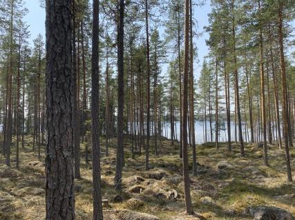 Budblankett Fastighet: Malung-Sälen Grönland 9:2, 9:3, 26:2, 27:3 Bud: Siffror Bokstäver Budgivare: Namn Adress Postnr & ort Personnummer Mobilnummer/telnr E-post Budgivare: Namn Adress Postnr & ort