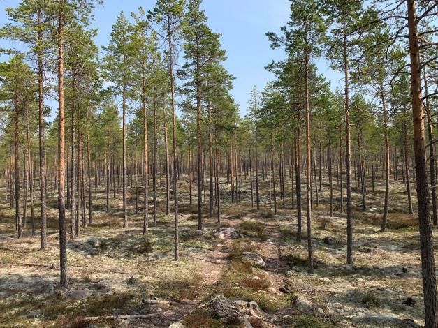 Avdelning 31 Fastighetsgränser Fastighetens gränser kan vara bristfälligt uppmarkerade. Säljaren svarar inte för ytterligare uppmarkering av dessa.