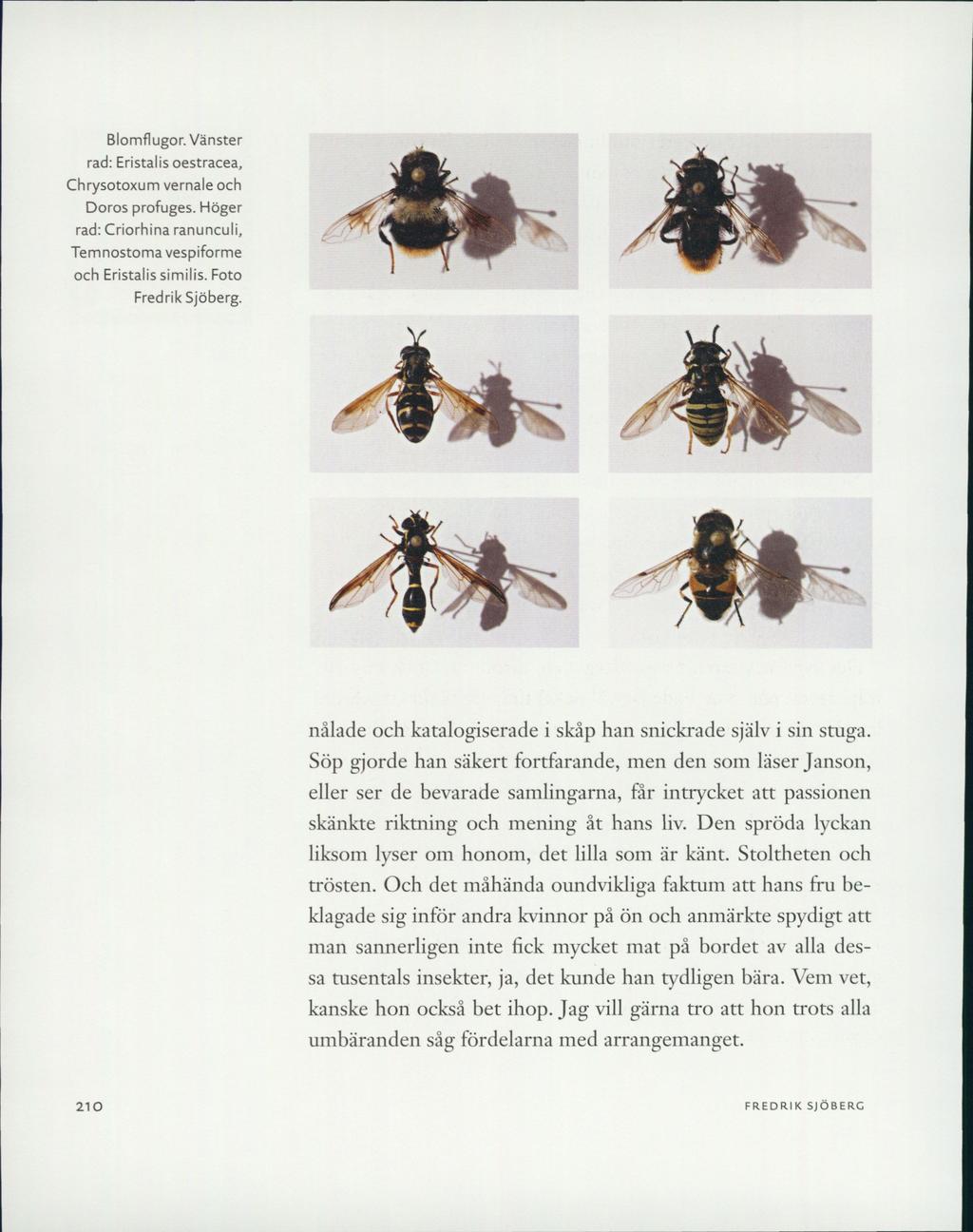 Blomflugor. Vänster rad: Eristalis oestracea, Chrysotoxum vernale och Doros profuges. Höger rad: Criorhina ranunculi, Temnostoma vespiforme och Eristalis similis. Foto Fredrik Sjöberg.